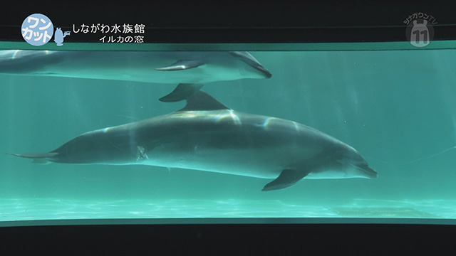 ワンカット