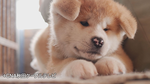 あきた犬だらけ